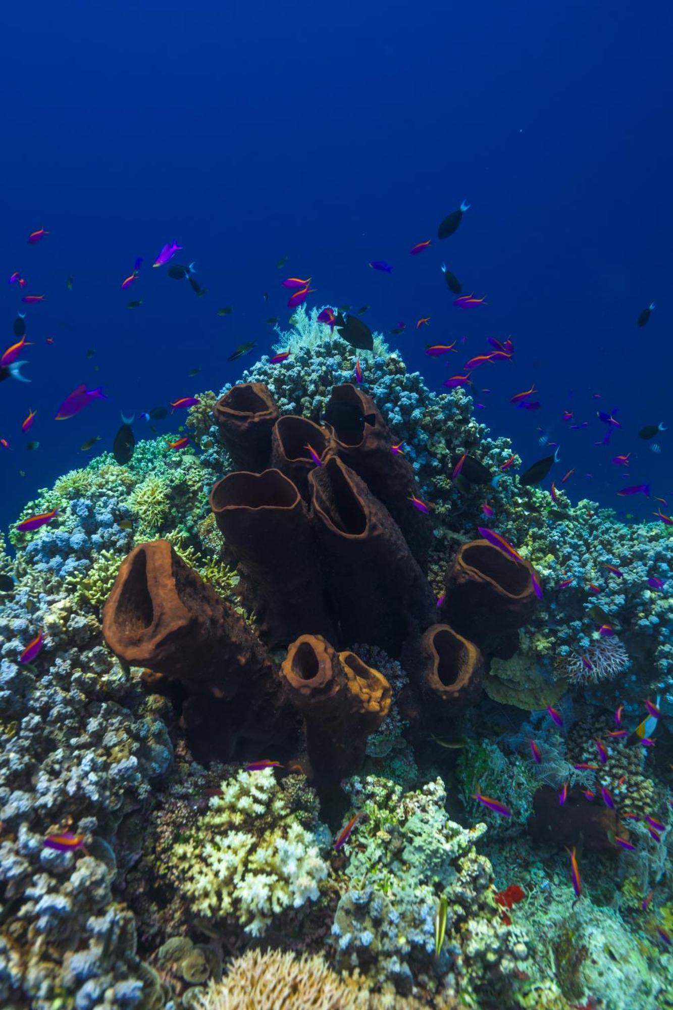 Reconnect - Private Island Resort & Dive Center Togean - Buka Buka Island Ampana Kültér fotó